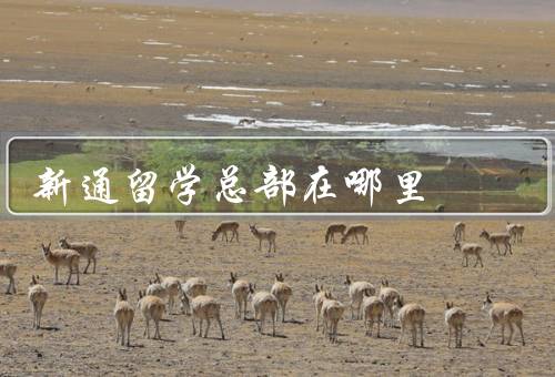 新通留学总部在哪里，位置优势、办公环境、发展前景
