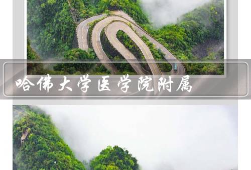 哈佛大学医学院附属医院，医院概况、研究与创新、教育与培训