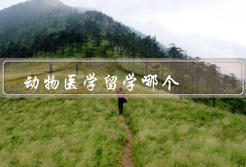 动物医学留学哪个国家，美国、澳大利亚、英国