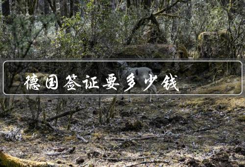 德国签证要多少钱（申请费、保险费、其他杂费）