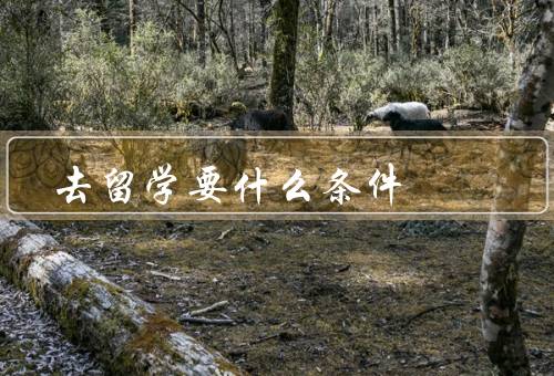 去香港留学要什么条件，学术成绩优秀／良好的个人品质／财务能力