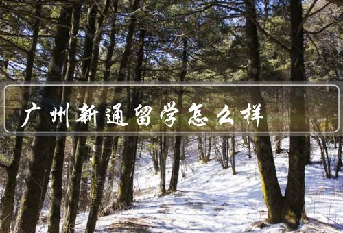 广州新通留学怎么样，办理手续简便、专业的留学咨询服务