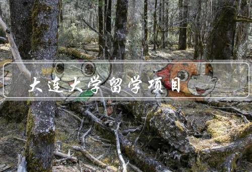 大连大学留学项目，国家选择、专业选择、优势
