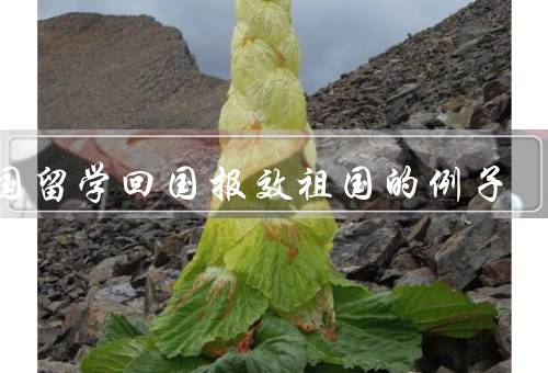 出国留学回国报效祖国的例子（黄大发／李小红／王志远）