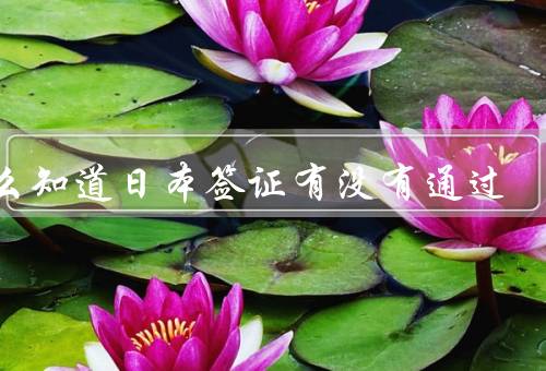 怎么知道日本签证有没有通过，查询签证进度／咨询签证中介