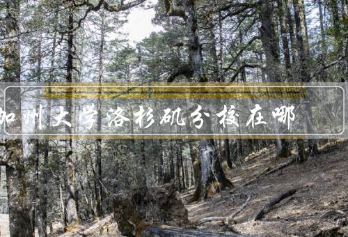 加州大学洛杉矶分校在哪（洛杉矶市西部、邻近景点、多元文化环境）
