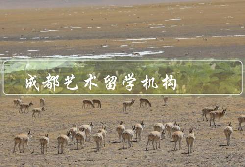 成都艺术留学机构，多元化的课程设置、优质的教学团队